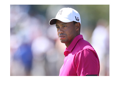 The famous golfer Tiger Woods in a purple shirt, evaluating his next shot.