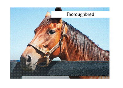 The thoroughbred horses are a specific breed of horses, characterized by  beauty, elegance and athleticism.